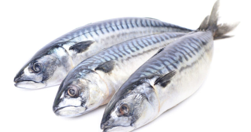 mackerel2