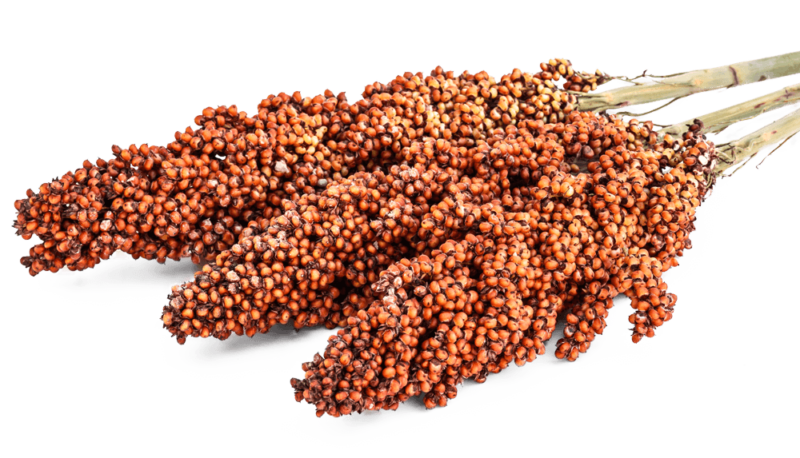 sorghum-01