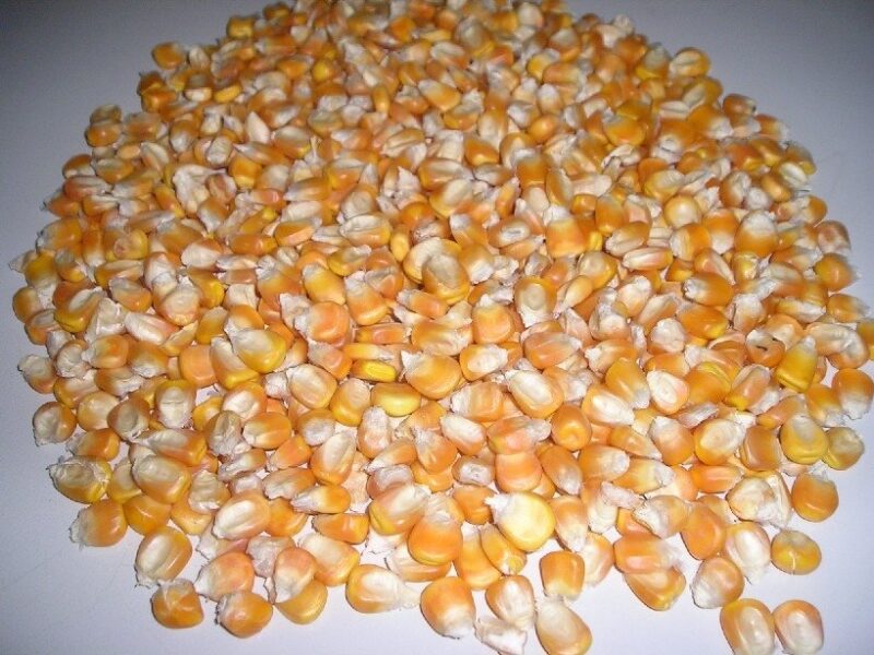 yellow-maize