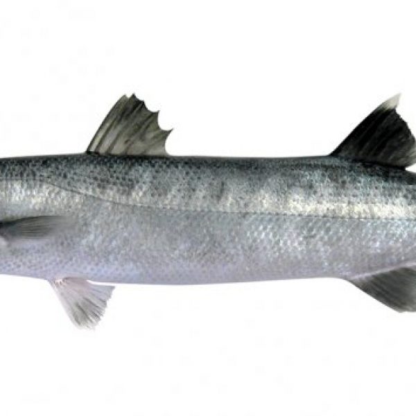 Wholesale, Bulk, Global Supply of barracudaFish