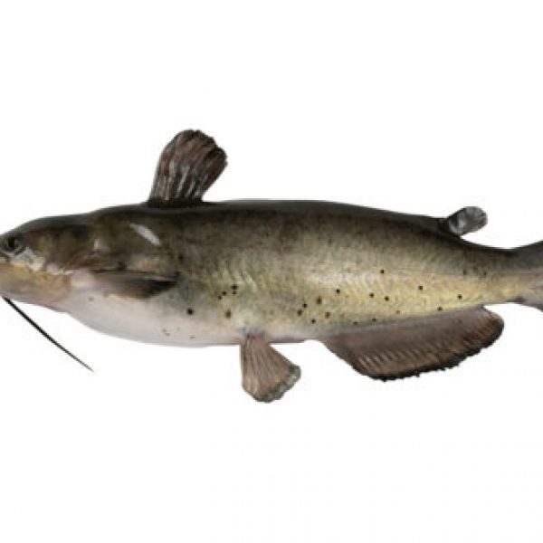 Wholesale, Bulk, Global Supply of catfish