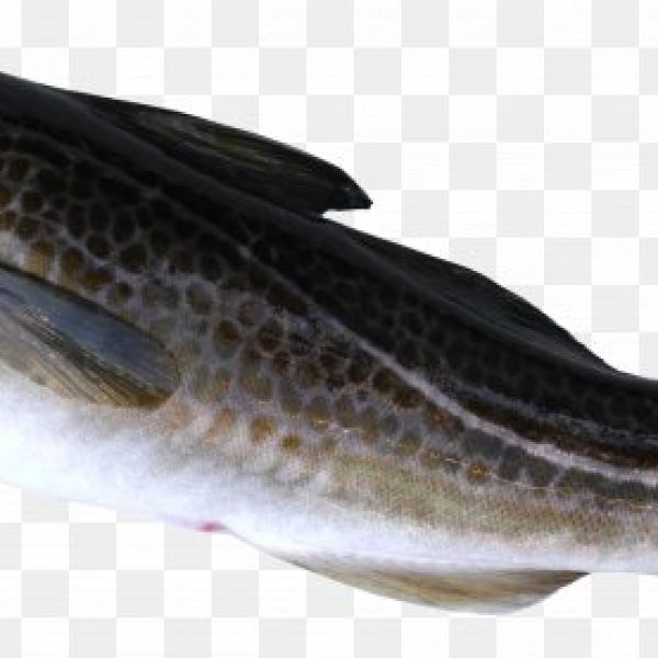 Wholesale, Bulk, Global Supply of Cod Fish