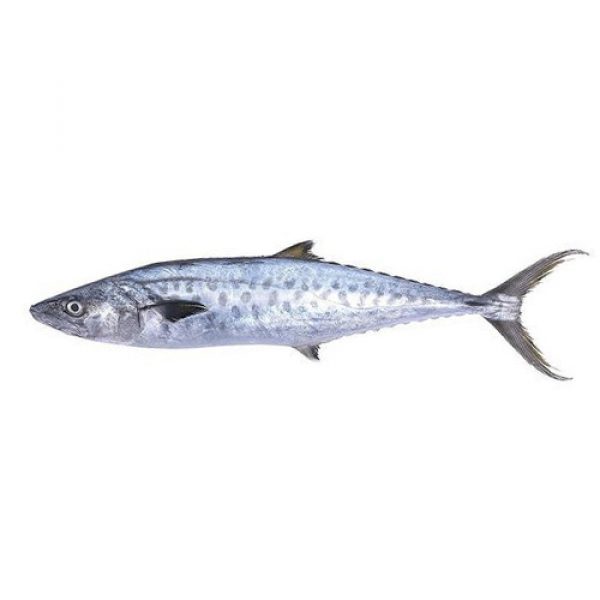 Wholesale, Bulk, Global Supply of Kingfish