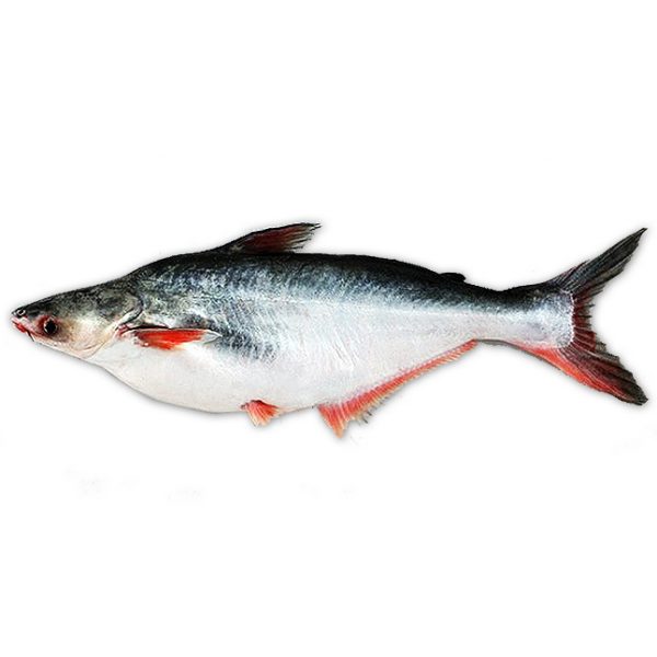 Wholesale, Bulk, Global Supply of Pangasius Fish