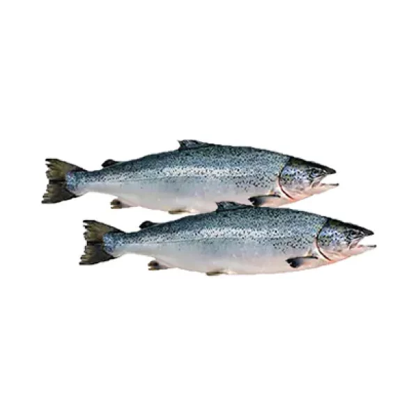 Wholesale, Bulk, Global Supply of Salmon Fish