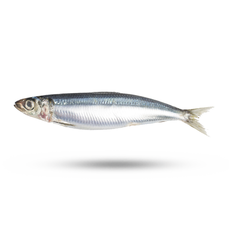 sardine Wholesale, Bulk, Global Supply of Fish