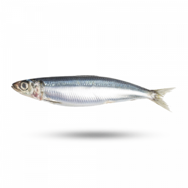 Wholesale, Bulk, Global Supply of Fish